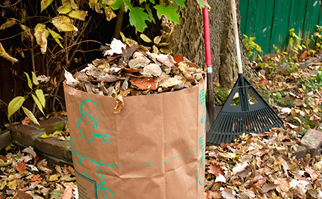 院子里装满树叶的垃圾袋，背景是一把耙子.