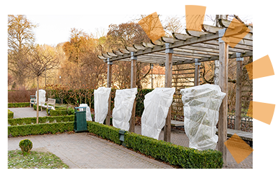Bushes covered by bags for protection from cold weather.