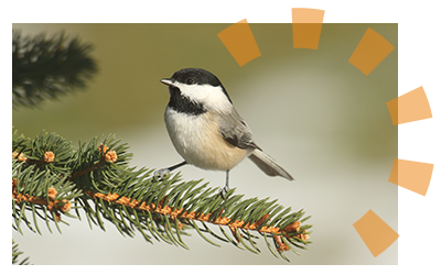 A black capped chickadee using a donated Christmas tree as a habitat.