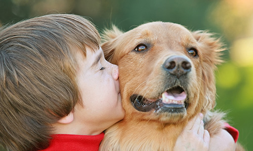 A boy kisses a golden retriever on the cheek.