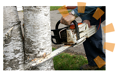 A chainsaw is used to cut down a birch tree.