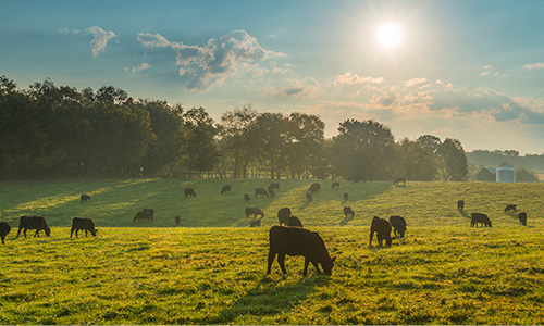 A picture of cows on a farm.