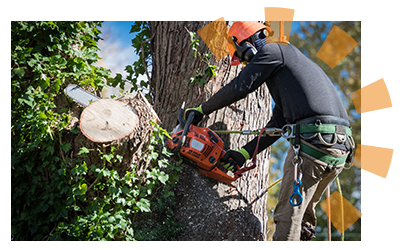 A man using a chainsaw to cut down large trees. 