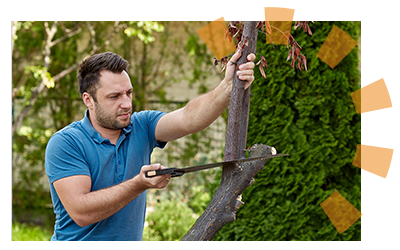 A man cuts down a small tree with a hand saw.