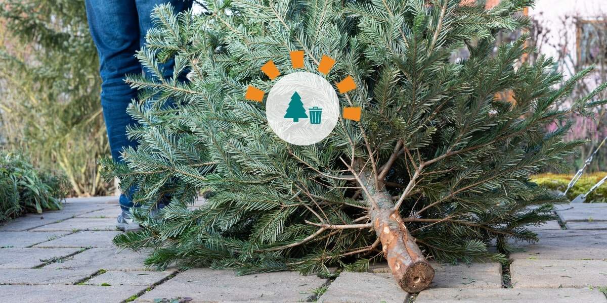A man in pants and a coat dragging an old Christmas tree to be thrown away.