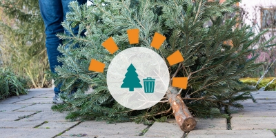 A man in pants and a coat dragging an old Christmas tree to be thrown away. 
