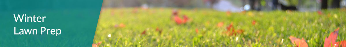 Image of a lawn littered with fallen leaves as the sun shines bright overhead. 