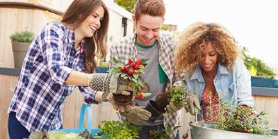 group of friends planting vegetables using compost soil