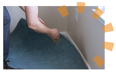 Homeowner detaching blue carpet from tack strips as part of diy carpet removal.