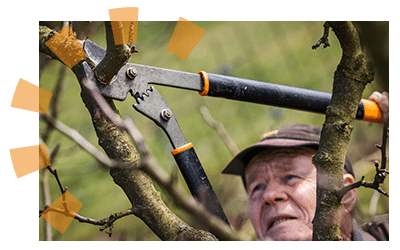Elderly man homeowner pruning tree and cutting branch with long pruning shears in winter.