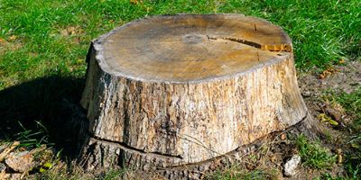 A Large Tree Stump With Grass