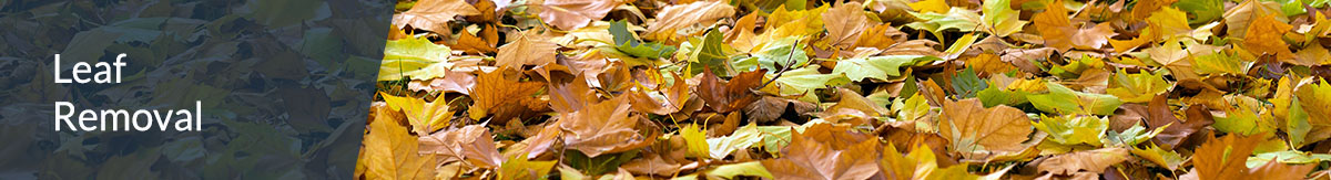 Image of a lawn covered entirely by leaves.