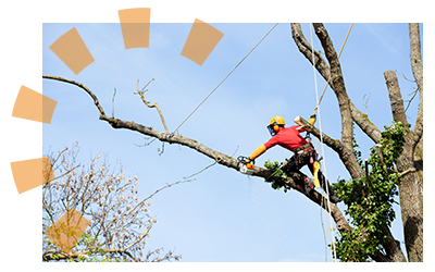 A man cuts down a tree branch on a dead tree.