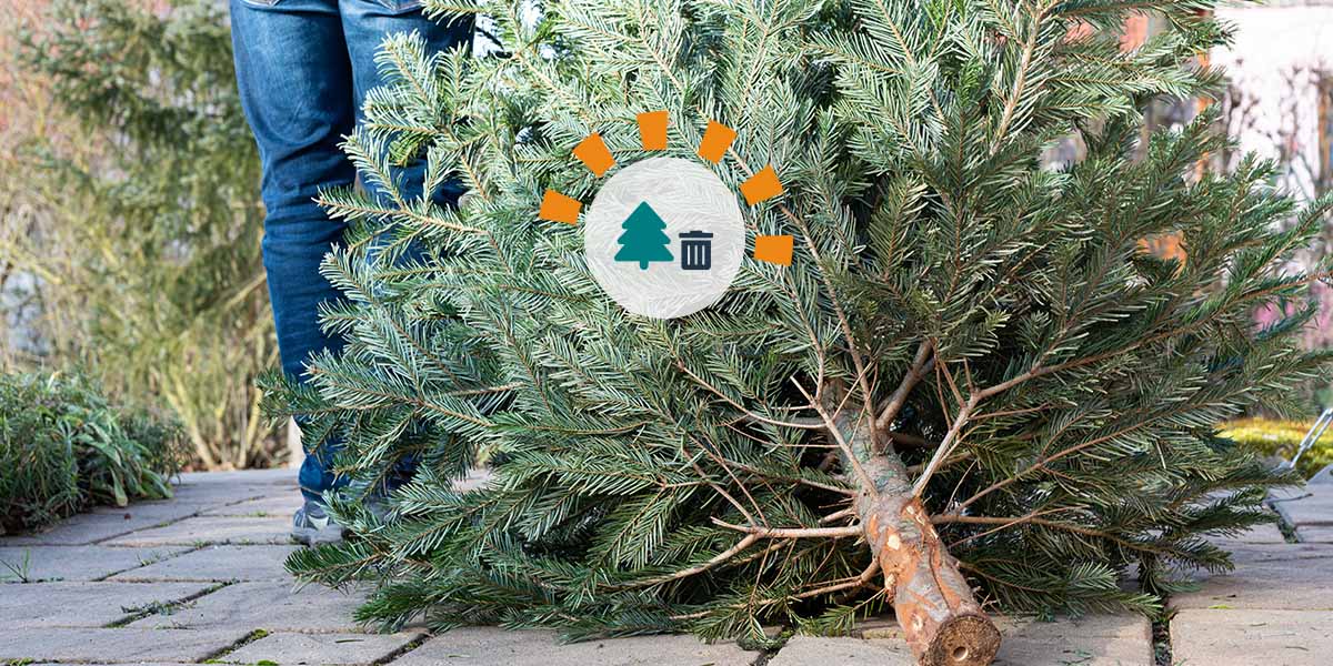 A man in pants and a coat dragging an old Christmas tree to be thrown away.