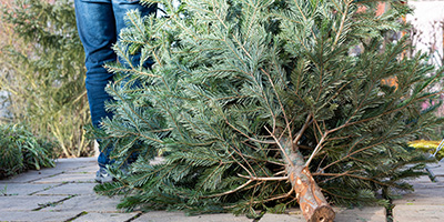 A man in pants and a coat dragging an old Christmas tree to be thrown away. 