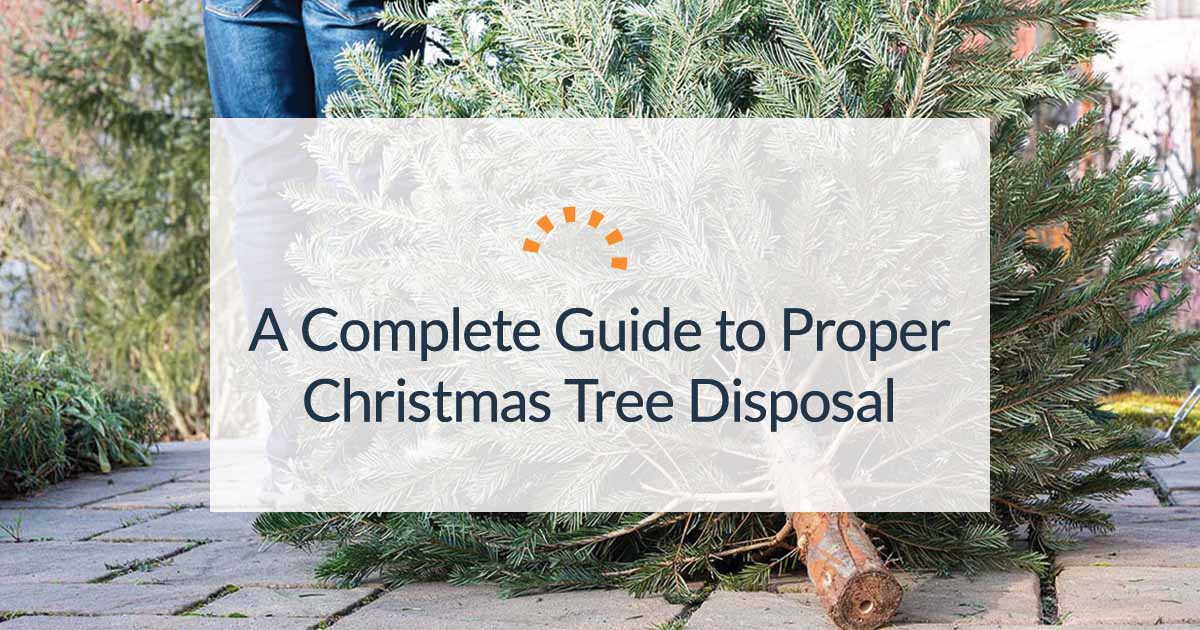 How to Dispose of a Christmas Tree