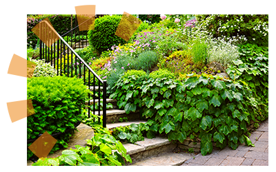 Overgrown landscaping near steps to a home.