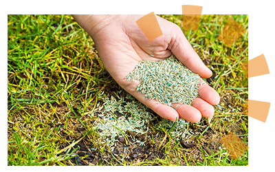 A hand holds grass seeds over a patchy lawn.