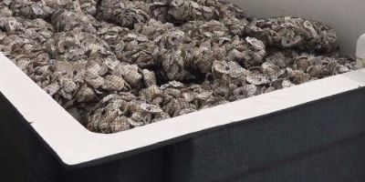 oyster shell recycling