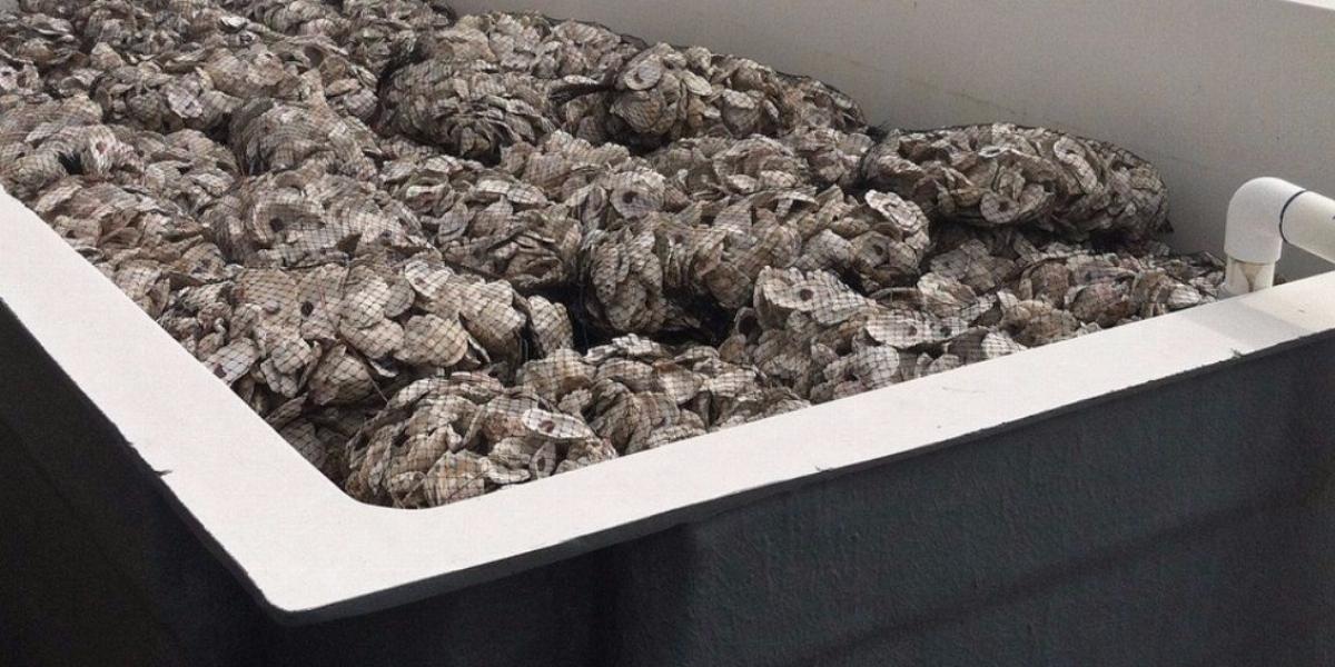 oyster shell recycling