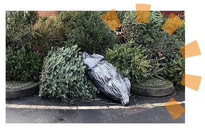 A pile of several Christmas trees for curbside collection after the holidays. 