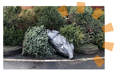 A pile of several Christmas trees for curbside collection after the holidays.