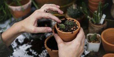 Hands Planting Seeds in a Pot