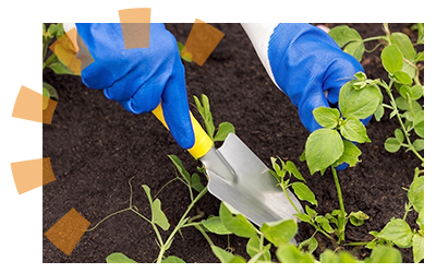 A person relocating plants so they're not damaged by removing a chain link fence.