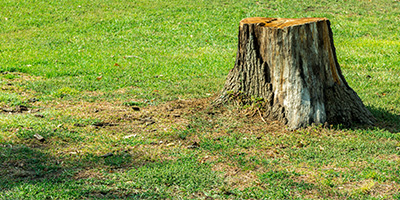 Tree stump to be removed in the middle of a homeowner's yard.