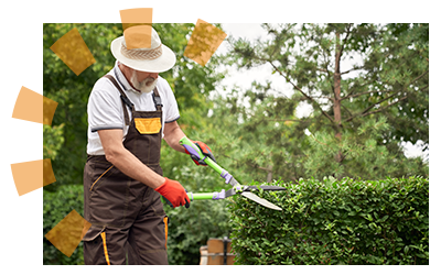 A man trims a shrub with handheld trimmers.