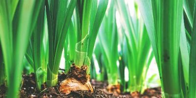 Vegetables Growing in Rich Soil