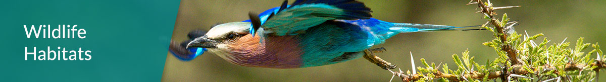 A bird leaving a branch at a wildlife habitat built on a capped landfill, with a text overlay of "wildlife habitats."