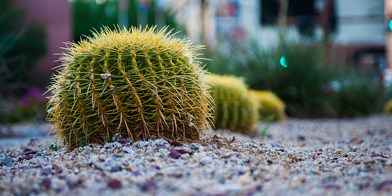 A row of cacti in a pebble-mulched yard.