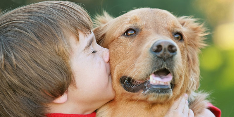 A Young Child Hugs and Kisses a Golden Retriever.