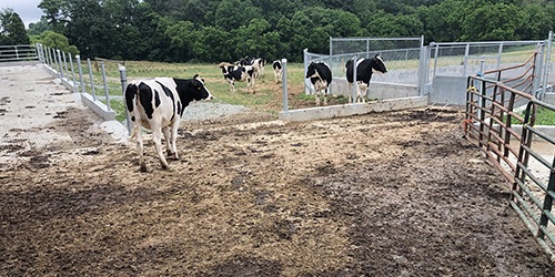 Cows on a Farm.