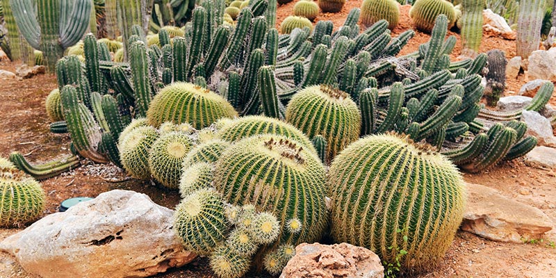 Three different cacti classifications are grouped together.