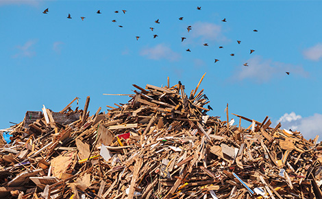 A big pile of disposed lumber in a landfill, blue sky and flock of birds.