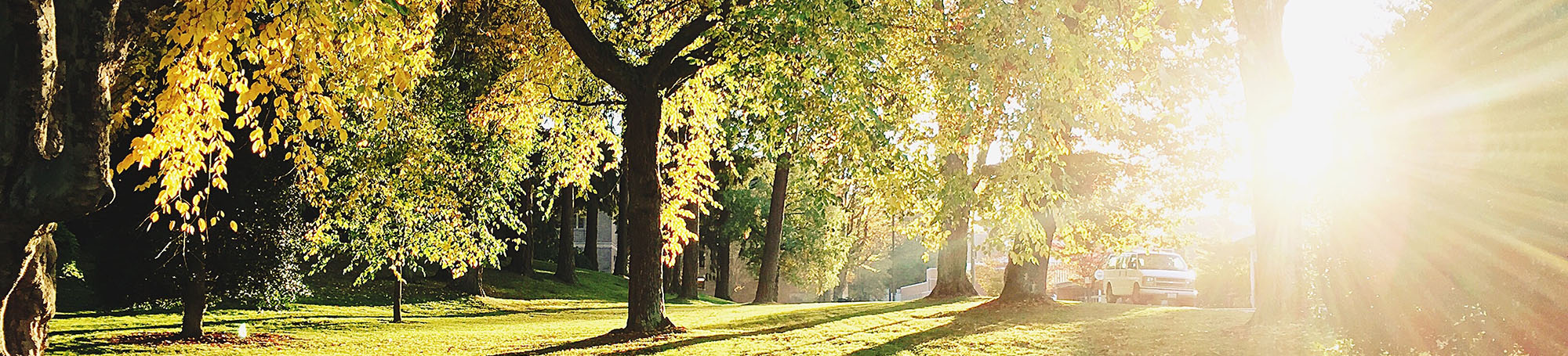 sun shining through the trees in a park