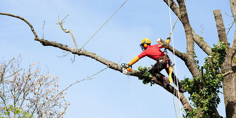A man in a red shirt uses a chainsaw to cut a dead tree branch.