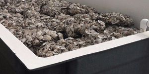 Oyster shells in a bin.