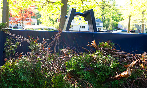 Roll Off Dumpster Filled With Tree Trimmings.