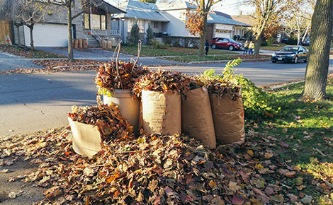 Yard waste bags full of leaves at curb in residential neighborhood.